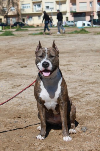 Furia american con sangre white rock, atigrada posee el gen azul, gran pedigree, muy sociable con toda clase de perros